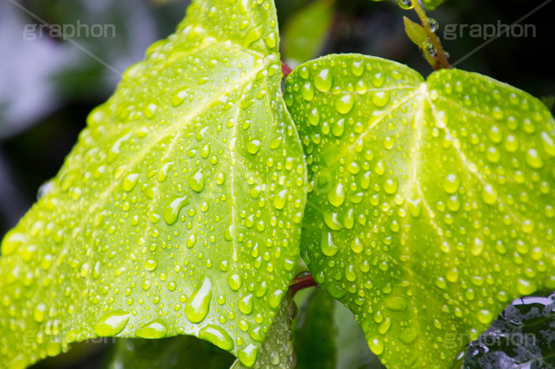 草木に雨粒,雨,あめ,梅雨,つゆ,草,植物,水滴,雨粒,小雨,rain,レイン,雨の日,葉,leaf