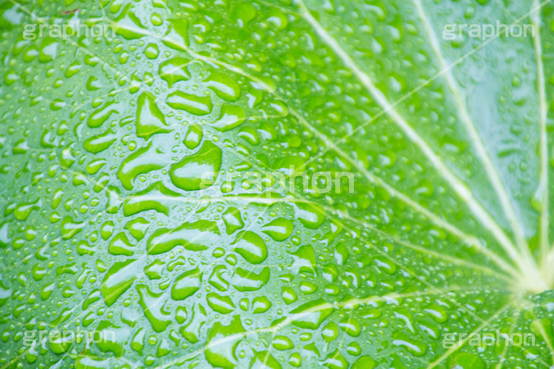 草木に雨粒,雨,あめ,梅雨,つゆ,草,植物,水滴,雨粒,小雨,rain,レイン,雨の日,葉,leaf