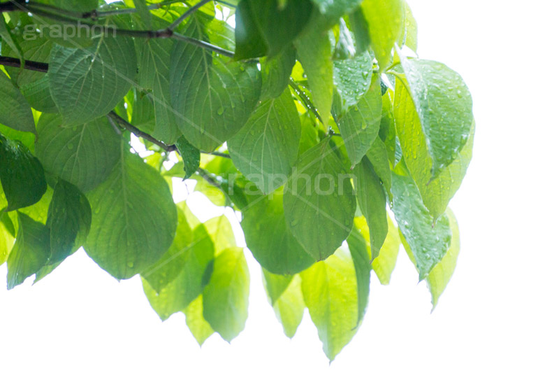 雨上がり,草木に雨粒,雨,あめ,梅雨,つゆ,草,植物,水滴,雨粒,小雨,rain,レイン,雨の日,葉,leaf
