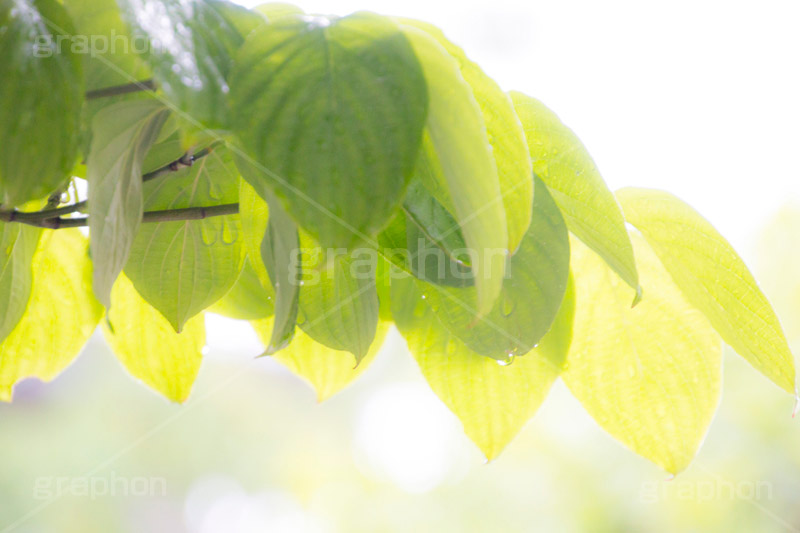 雨上がり,草木に雨粒,雨,あめ,梅雨,つゆ,草,植物,水滴,雨粒,小雨,rain,レイン,雨の日,葉,leaf