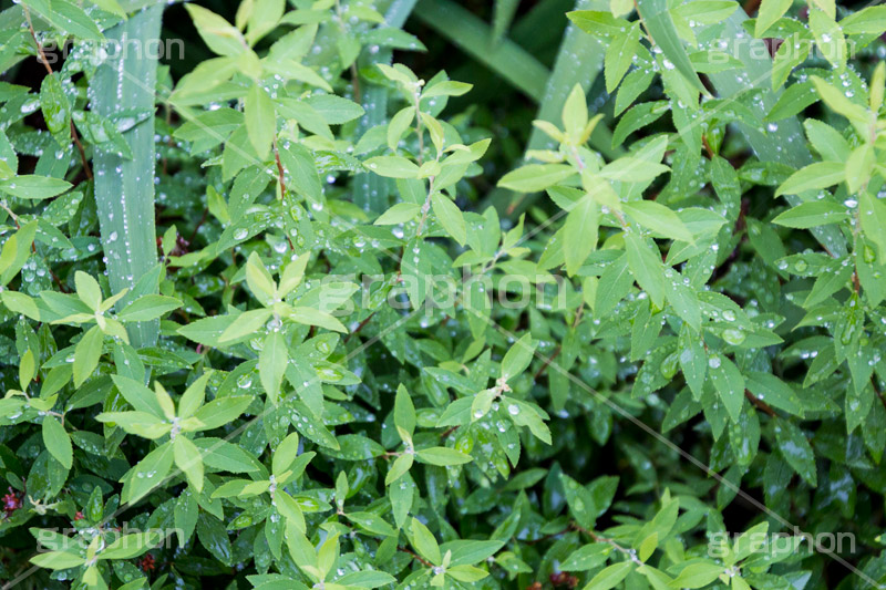 草木に雨粒,雨,あめ,梅雨,つゆ,草,植物,水滴,雨粒,小雨,rain,レイン,雨の日,葉,leaf