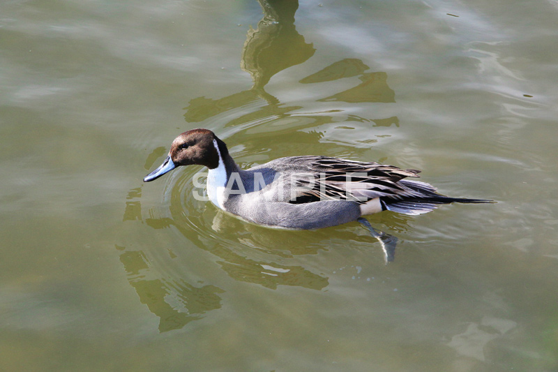 池,いけ,公園,鴨,かも,pond,淡水,池沼,泳ぐ,水鳥,野鳥