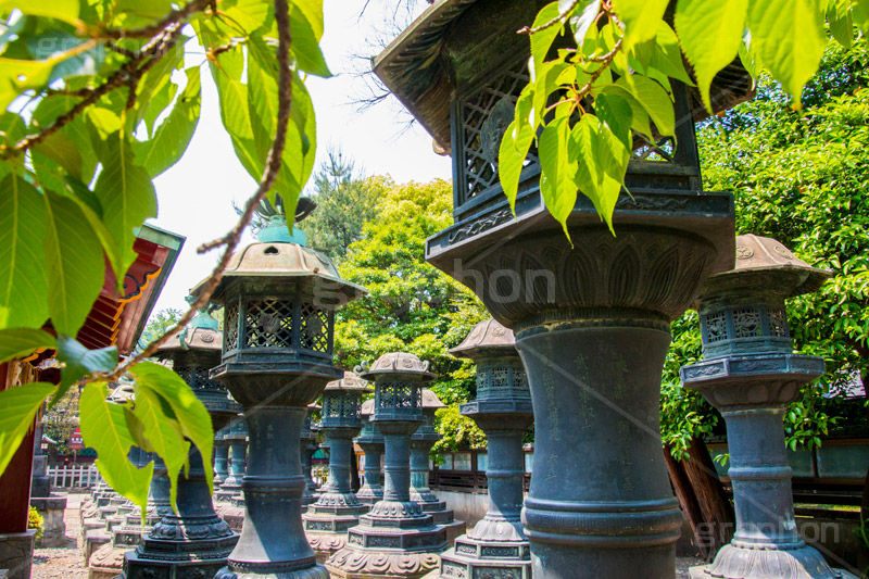 上野東照宮,うえのとうしょうぐう,台東区,上野恩賜公園,上野公園,神社,参拝,お参り,東照宮,文化財,japan,灯籠