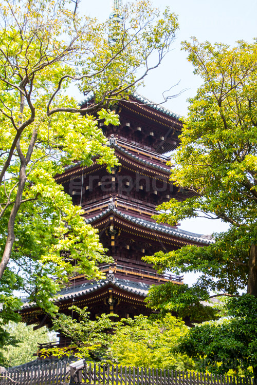 上野東照宮,うえのとうしょうぐう,台東区,上野恩賜公園,上野公園,神社,参拝,お参り,東照宮,文化財,japan,五重塔,五重の塔,塔