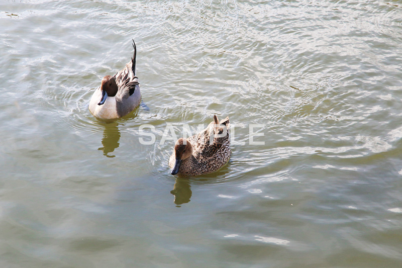 池,いけ,公園,鴨,かも,pond,淡水,池沼,泳ぐ,水鳥,野鳥