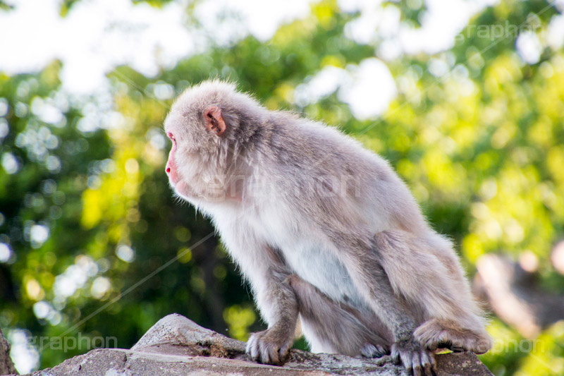 黄昏,哀愁,猿,さる,サル,動物,どうぶつ,動物園,アニマル,猿山,モンキー,干支,申,animal,zoo,monkey