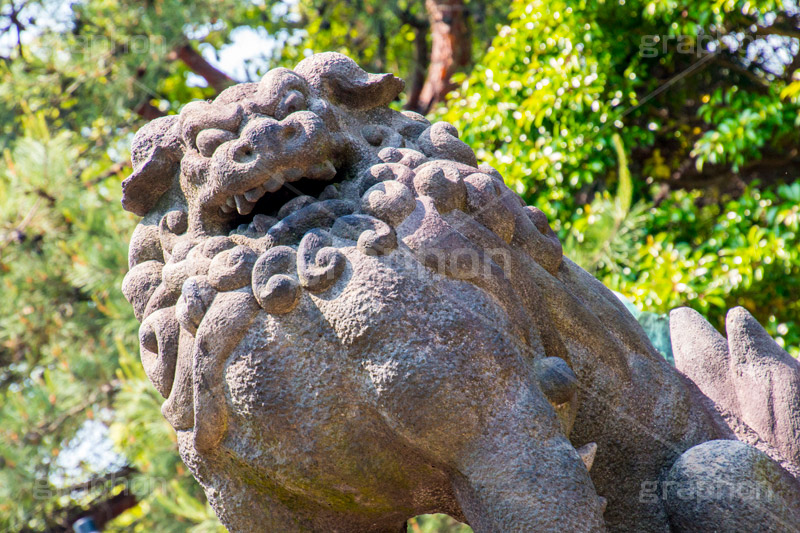 狛犬,獅子,犬,石像,像,神社,参拝,お参り,守る,守護,japan,shrine