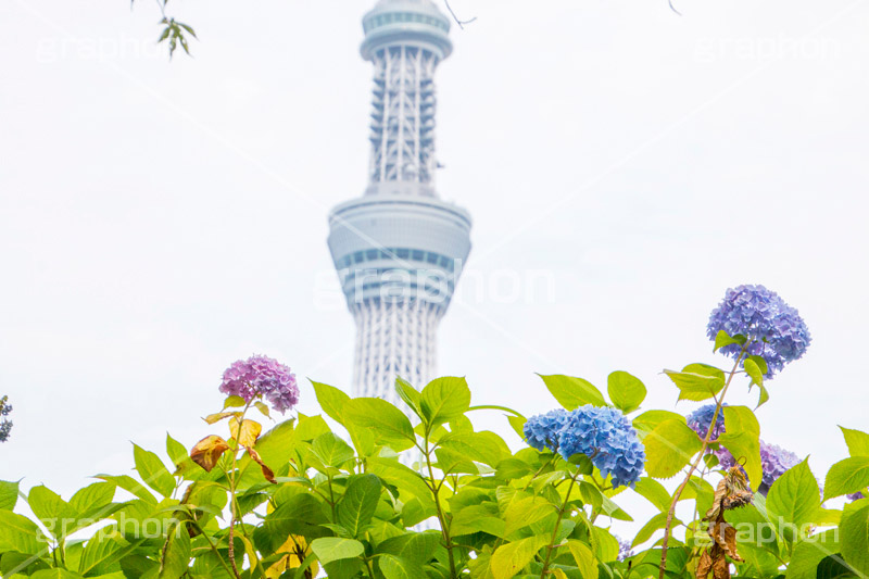 スカイツリーと紫陽花,スカイツリー,あじさい,アジサイ,紫陽花,rain,レイン,花,ホンアジサイ,季語,雨,あめ,梅雨,つゆ,フラワー,flower,asakusa,japan,東京スカイツリー,TOKYO SKYTREE,隅田公園,隅田川,浅草,6月,tower,タワー