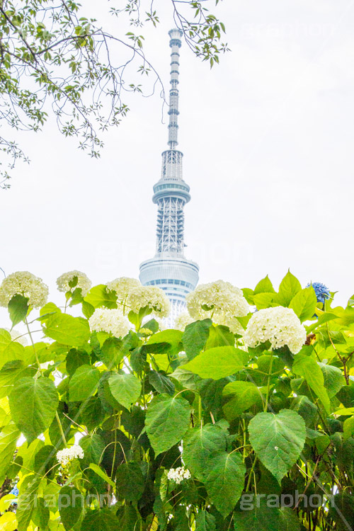 スカイツリーと紫陽花,スカイツリー,あじさい,アジサイ,紫陽花,rain,レイン,花,ホンアジサイ,季語,雨,あめ,梅雨,つゆ,フラワー,flower,asakusa,japan,東京スカイツリー,TOKYO SKYTREE,隅田公園,隅田川,浅草,6月,tower,タワー