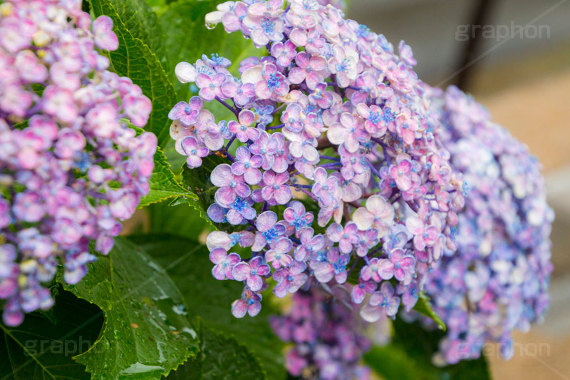 雨の日のあじさい,雨,あめ,梅雨,つゆ,あじさい,アジサイ,紫陽花,水滴,雨粒,小雨,rain,レイン,雨の日,花,ホンアジサイ,季語,フラワー,flower,6月