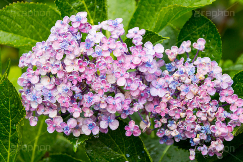 雨の日のあじさい,雨,あめ,梅雨,つゆ,あじさい,アジサイ,紫陽花,水滴,雨粒,小雨,rain,レイン,雨の日,花,ホンアジサイ,季語,フラワー,flower,6月