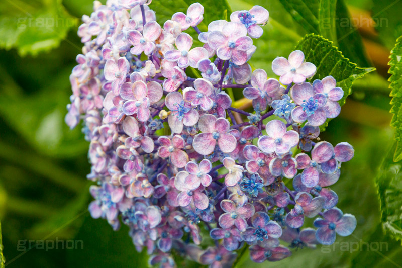 雨の日のあじさい,雨,あめ,梅雨,つゆ,あじさい,アジサイ,紫陽花,水滴,雨粒,小雨,rain,レイン,雨の日,花,ホンアジサイ,季語,フラワー,flower,6月