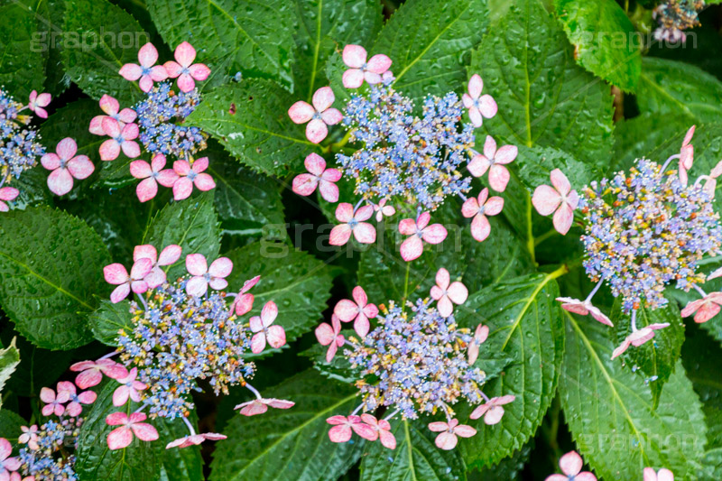 雨の日のあじさい,雨,あめ,梅雨,つゆ,あじさい,アジサイ,紫陽花,水滴,雨粒,小雨,rain,レイン,雨の日,花,ホンアジサイ,季語,フラワー,flower,6月