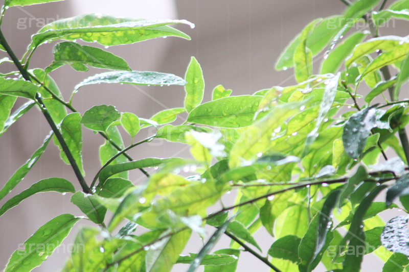 雨,あめ,梅雨,つゆ,草,植物,水滴,雨粒,小雨,rain,レイン,雨の日