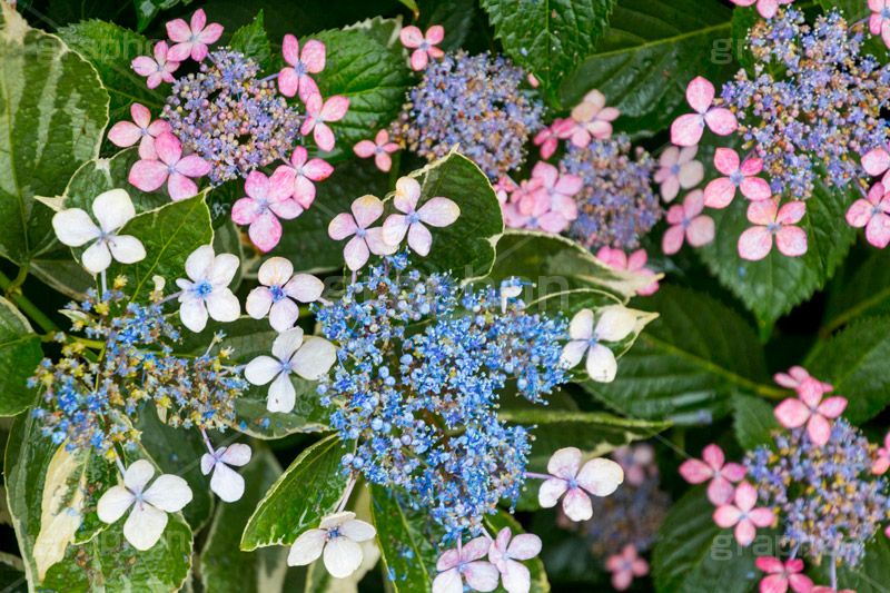 雨の日のあじさい,雨,あめ,梅雨,つゆ,あじさい,アジサイ,紫陽花,水滴,雨粒,小雨,rain,レイン,雨の日,花,ホンアジサイ,季語,フラワー,flower,6月