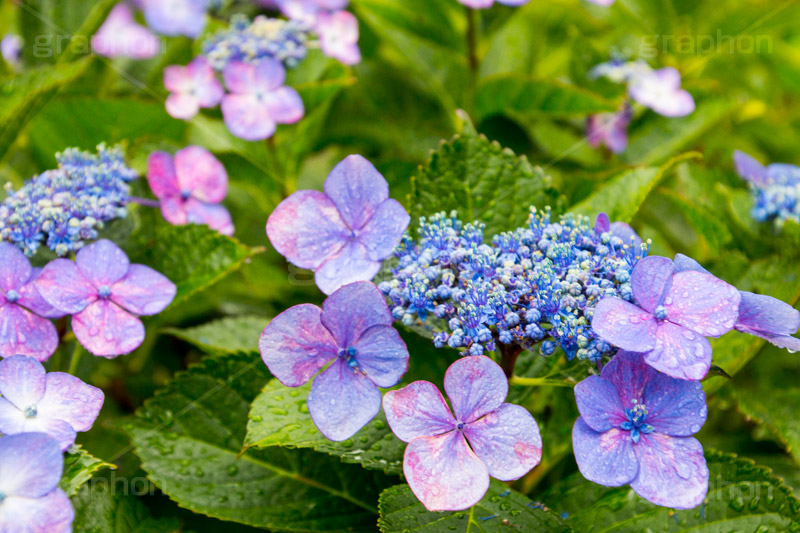 雨の日のあじさい,雨,あめ,梅雨,つゆ,あじさい,アジサイ,紫陽花,水滴,雨粒,小雨,rain,レイン,雨の日,花,ホンアジサイ,季語,フラワー,flower,6月