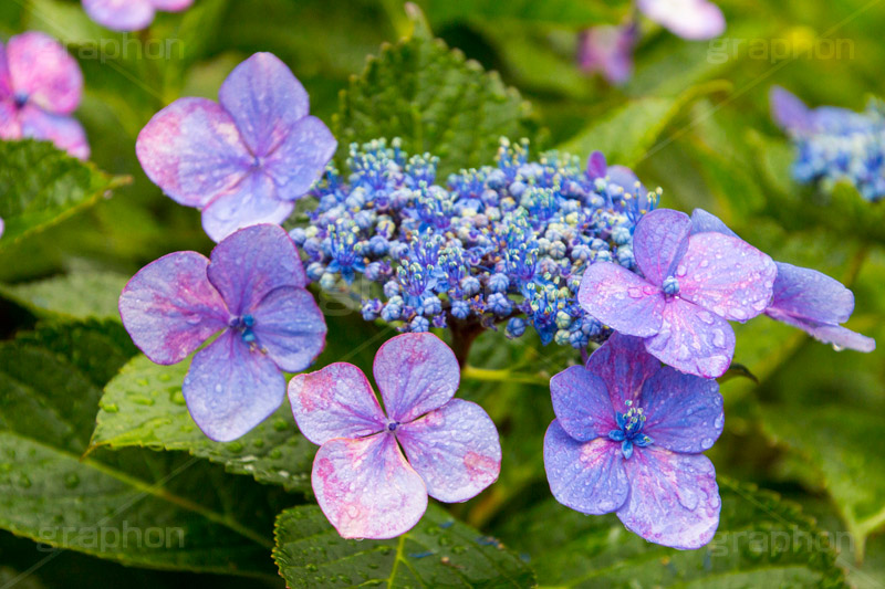 雨の日のあじさい,雨,あめ,梅雨,つゆ,あじさい,アジサイ,紫陽花,水滴,雨粒,小雨,rain,レイン,雨の日,花,ホンアジサイ,季語,フラワー,flower,6月