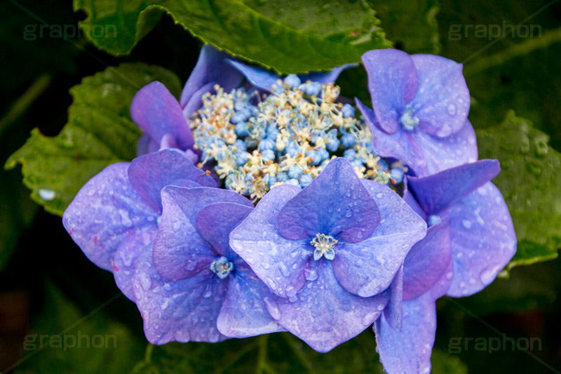 雨の日のあじさい,雨,あめ,梅雨,つゆ,あじさい,アジサイ,紫陽花,水滴,雨粒,小雨,rain,レイン,雨の日,花,ホンアジサイ,季語,フラワー,flower,6月