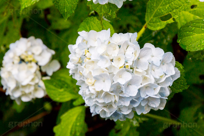 雨の日のあじさい,雨,あめ,梅雨,つゆ,あじさい,アジサイ,紫陽花,水滴,雨粒,小雨,rain,レイン,雨の日,花,ホンアジサイ,季語,フラワー,flower,6月