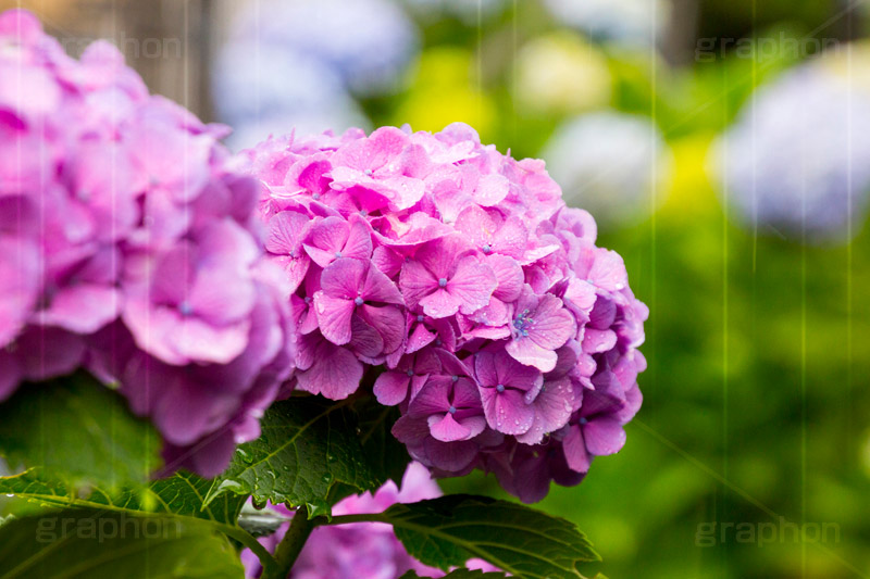 雨の日のあじさい,雨,あめ,梅雨,つゆ,あじさい,アジサイ,紫陽花,水滴,雨粒,小雨,rain,レイン,雨の日,花,ホンアジサイ,季語,フラワー,flower,6月