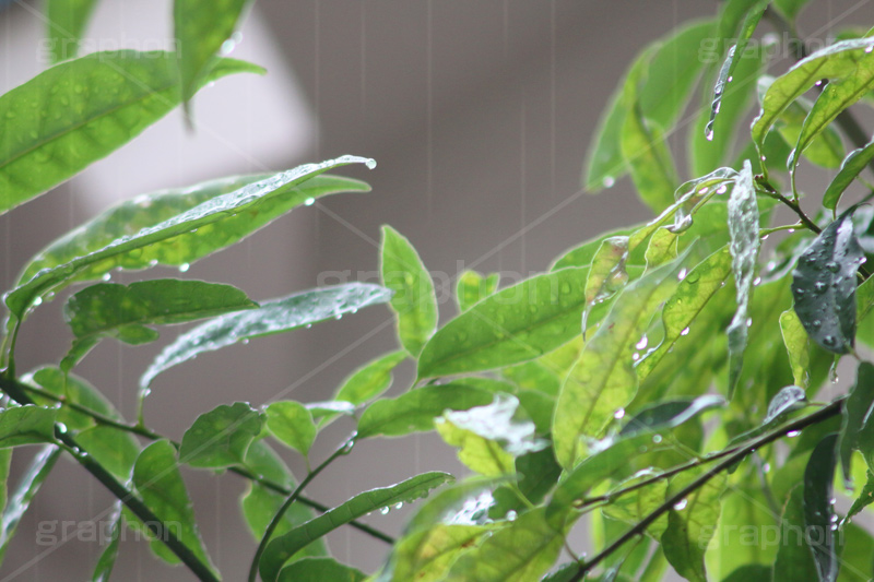 雨,あめ,梅雨,つゆ,草,植物,水滴,雨粒,小雨,rain,レイン,雨の日