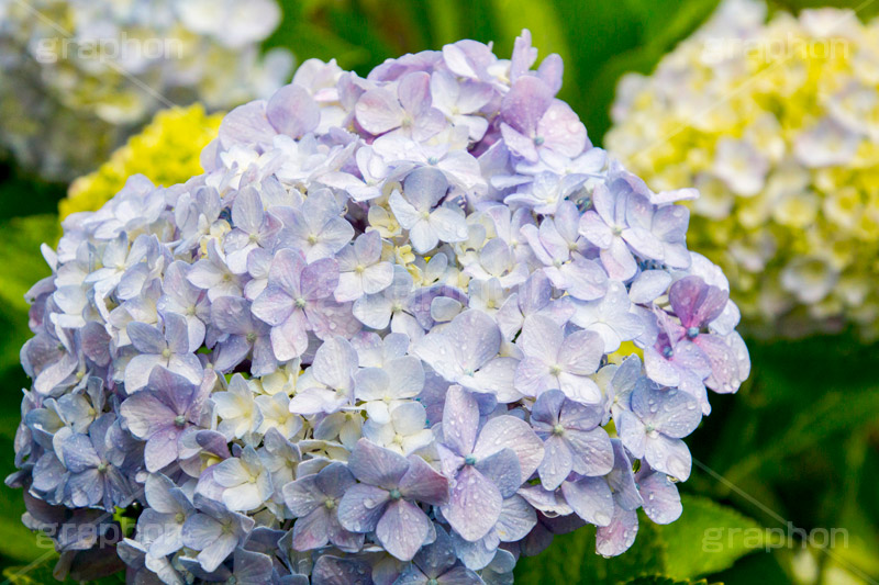 雨の日のあじさい,雨,あめ,梅雨,つゆ,あじさい,アジサイ,紫陽花,水滴,雨粒,小雨,rain,レイン,雨の日,花,ホンアジサイ,季語,フラワー,flower,pastel,パステル,6月