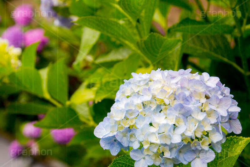 雨の日のあじさい,雨,あめ,梅雨,つゆ,あじさい,アジサイ,紫陽花,水滴,雨粒,小雨,rain,レイン,雨の日,花,ホンアジサイ,季語,フラワー,flower,pastel,パステル,6月