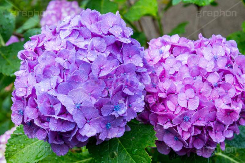 雨の日のあじさい,雨,あめ,梅雨,つゆ,あじさい,アジサイ,紫陽花,水滴,雨粒,小雨,rain,レイン,雨の日,花,ホンアジサイ,季語,フラワー,flower,6月