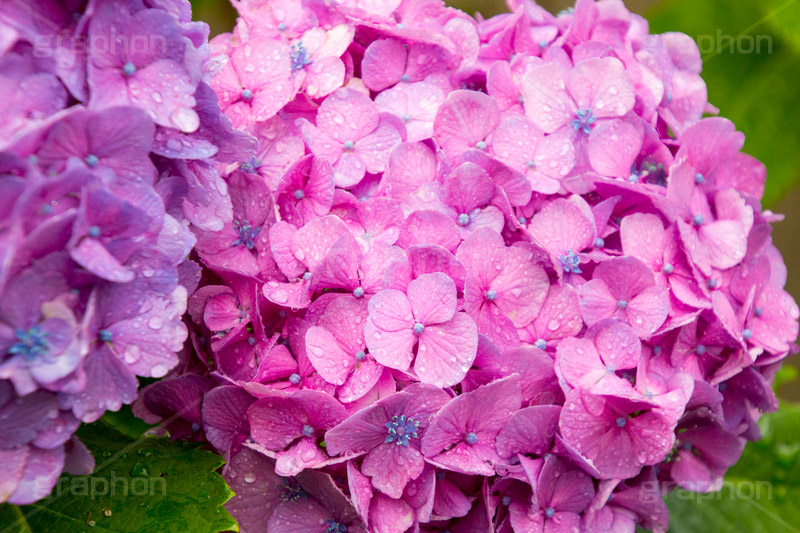 雨の日のあじさい,雨,あめ,梅雨,つゆ,あじさい,アジサイ,紫陽花,水滴,雨粒,小雨,rain,レイン,雨の日,花,ホンアジサイ,季語,フラワー,flower,6月