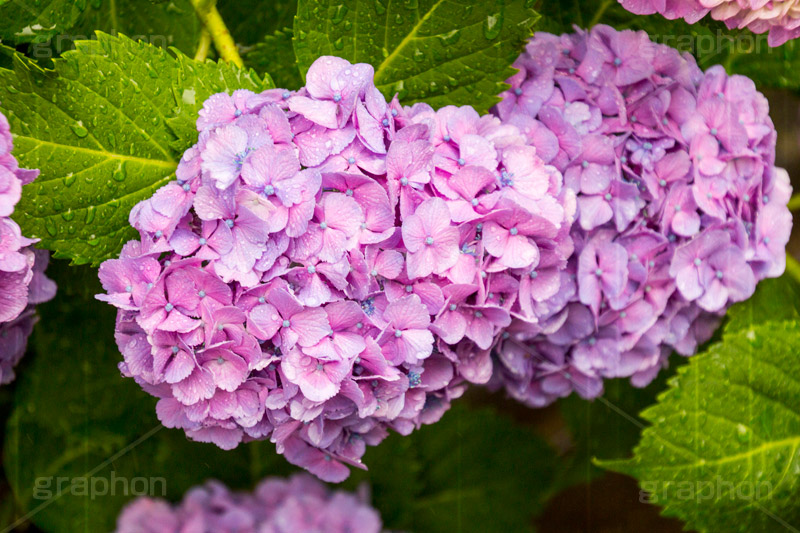 雨の日のあじさい,雨,あめ,梅雨,つゆ,あじさい,アジサイ,紫陽花,水滴,雨粒,小雨,rain,レイン,雨の日,花,ホンアジサイ,季語,フラワー,flower,6月