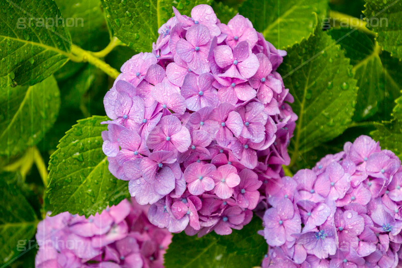 雨の日のあじさい,雨,あめ,梅雨,つゆ,あじさい,アジサイ,紫陽花,水滴,雨粒,小雨,rain,レイン,雨の日,花,ホンアジサイ,季語,フラワー,flower,6月