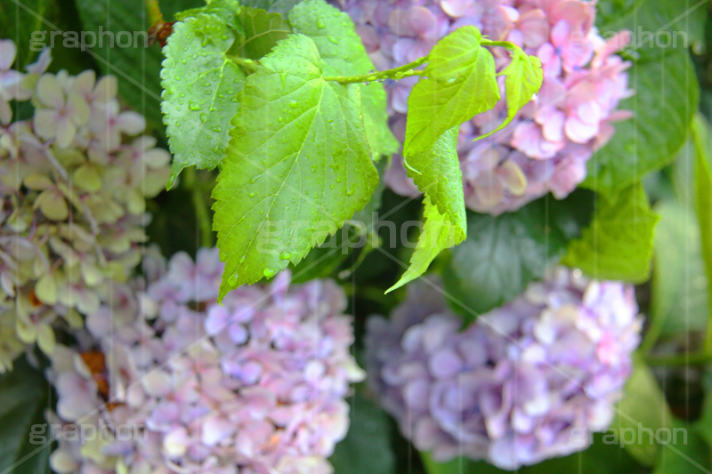雨,あめ,梅雨,つゆ,あじさい,アジサイ,紫陽花,水滴,雨粒,小雨,rain,レイン,雨の日,花,ホンアジサイ,季語,フラワー,flower,6月