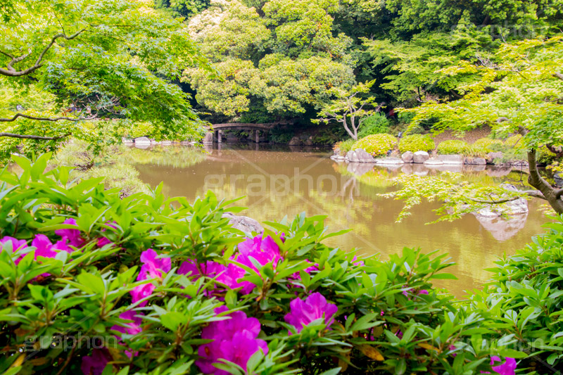 旧古河庭園の日本庭園,日本庭園,和風,和,旧古河庭園,洋館,ジョサイア,ミステリー,北区,都立庭園,名所,国有財産,名勝,tokyo,庭,庭園,西洋,洋風,西洋館,洋風庭園,洋式庭園,上中里,japan