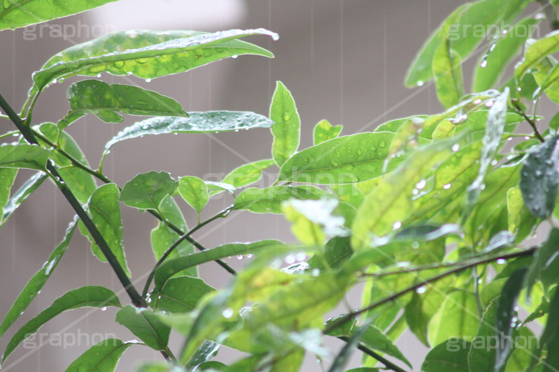 雨,あめ,梅雨,つゆ,草,植物,水滴,雨粒,小雨,rain,レイン,雨の日