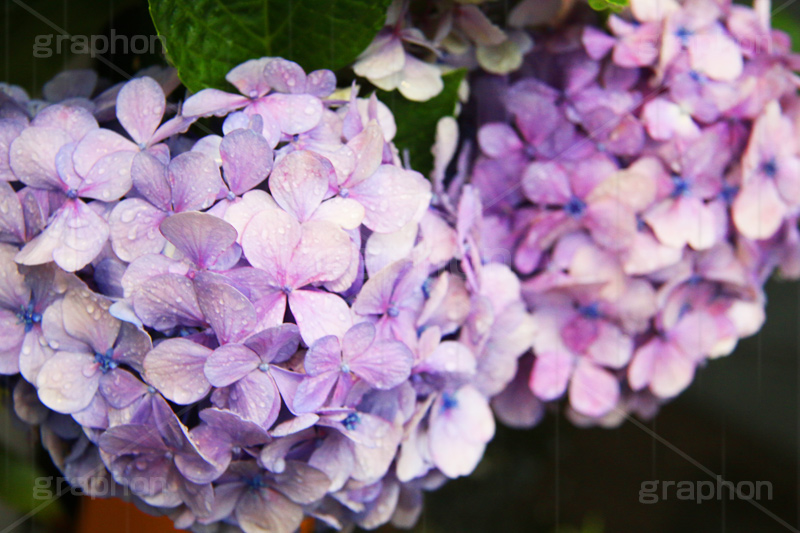 雨,あめ,梅雨,つゆ,あじさい,アジサイ,紫陽花,水滴,雨粒,小雨,rain,レイン,雨上がり,花,ホンアジサイ,季語,フラワー,flower,6月