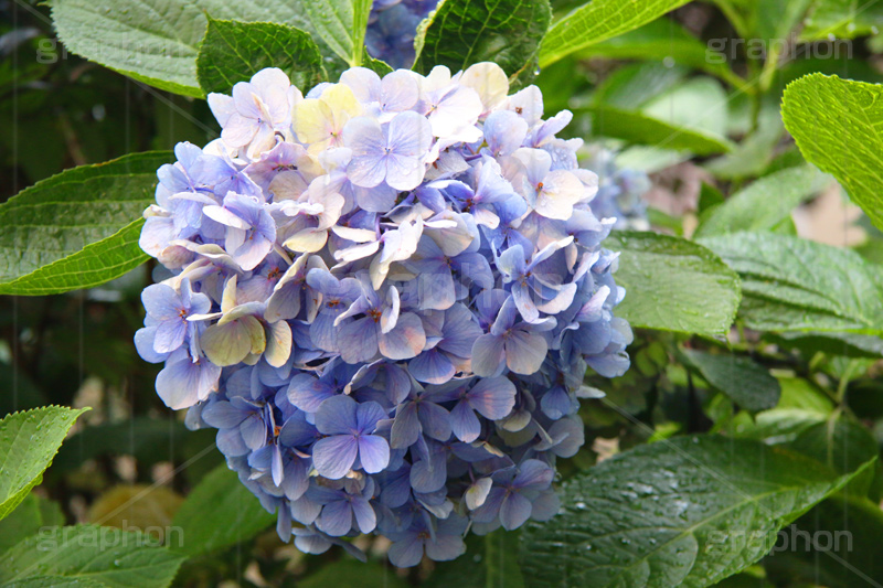 雨,あめ,梅雨,つゆ,あじさい,アジサイ,紫陽花,水滴,雨粒,小雨,rain,レイン,雨の日,花,ホンアジサイ,季語,フラワー,flower,6月