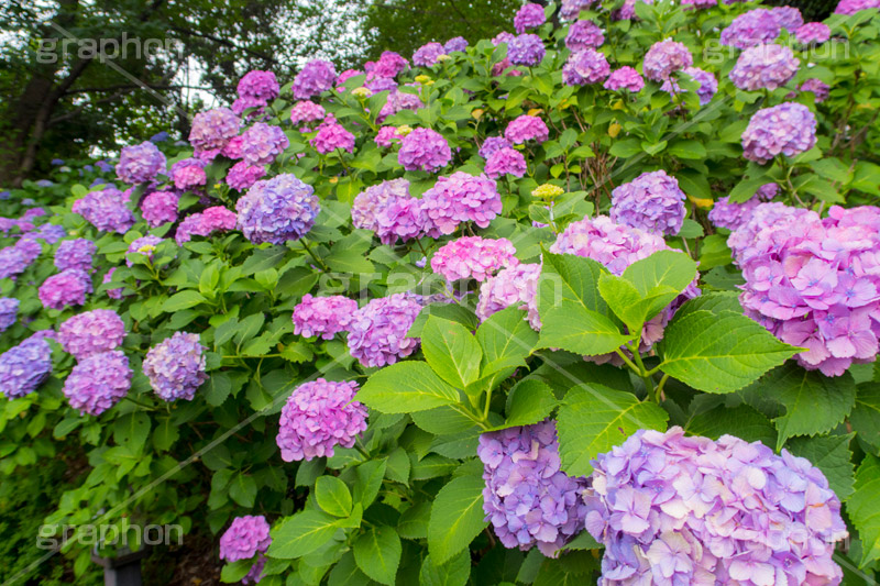 多摩川台公園のあじさい,多摩川台公園,あじさい,アジサイ,梅雨,つゆ,紫陽花,花,ホンアジサイ,季語,フラワー,公園,大田区,田園調布,台地,名所,広場,6月,あじさい園,flower,park
