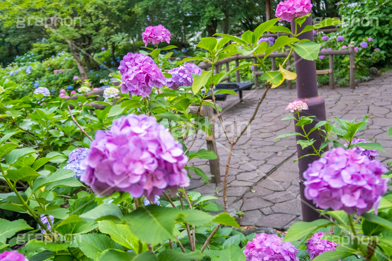 多摩川台公園のあじさい,多摩川台公園,あじさい,アジサイ,梅雨,つゆ,紫陽花,花,ホンアジサイ,季語,フラワー,公園,大田区,田園調布,台地,名所,広場,6月,あじさい園,flower,park