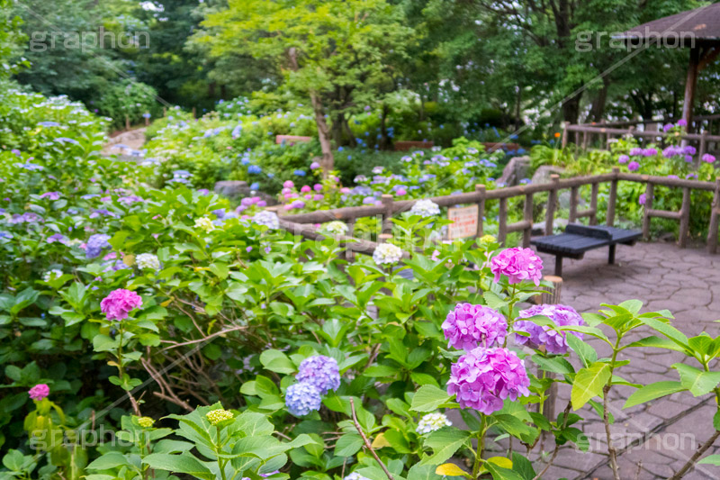 多摩川台公園のあじさい,多摩川台公園,あじさい,アジサイ,梅雨,つゆ,紫陽花,花,ホンアジサイ,季語,フラワー,公園,大田区,田園調布,台地,名所,広場,6月,あじさい園,flower,park