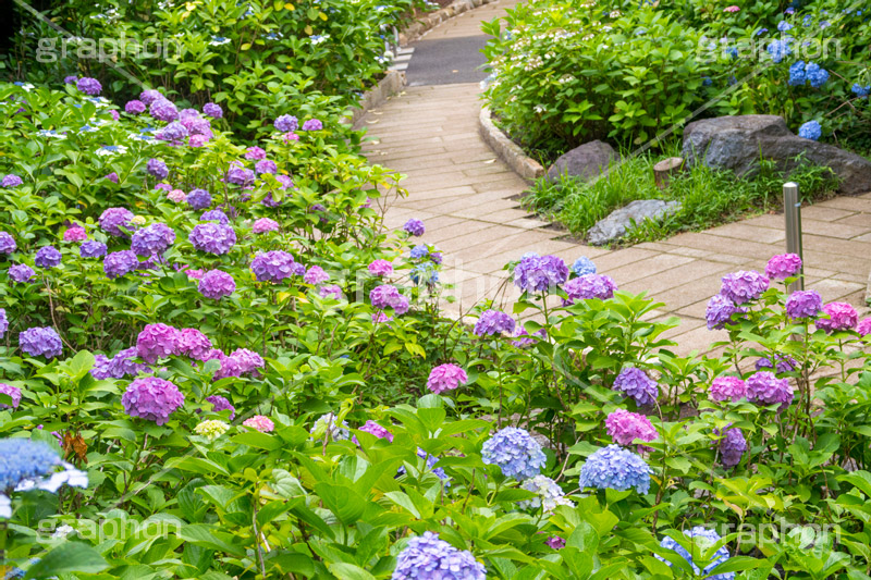 多摩川台公園のあじさい,多摩川台公園,あじさい,アジサイ,梅雨,つゆ,紫陽花,花,ホンアジサイ,季語,フラワー,公園,大田区,田園調布,台地,名所,広場,6月,あじさい園,flower,park