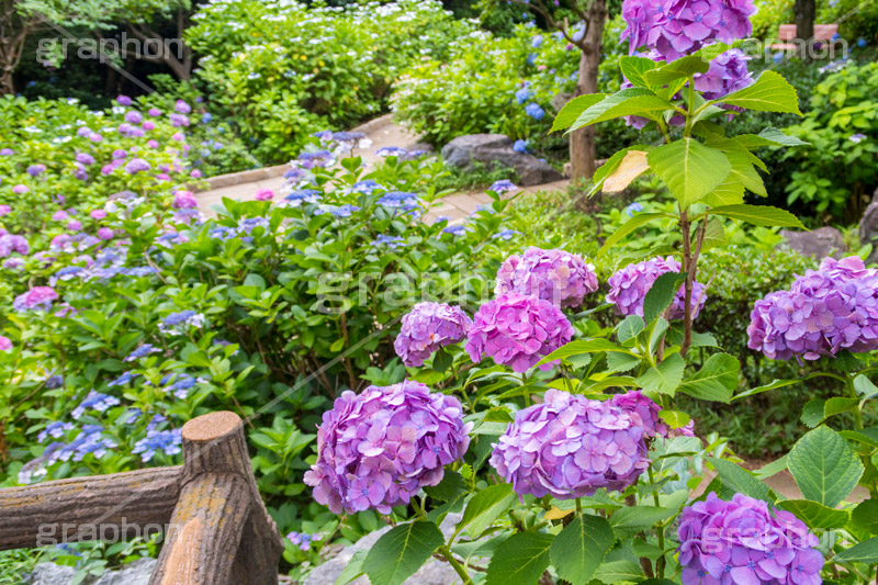 多摩川台公園のあじさい,多摩川台公園,あじさい,アジサイ,梅雨,つゆ,紫陽花,花,ホンアジサイ,季語,フラワー,公園,大田区,田園調布,台地,名所,広場,6月,あじさい園,flower,park