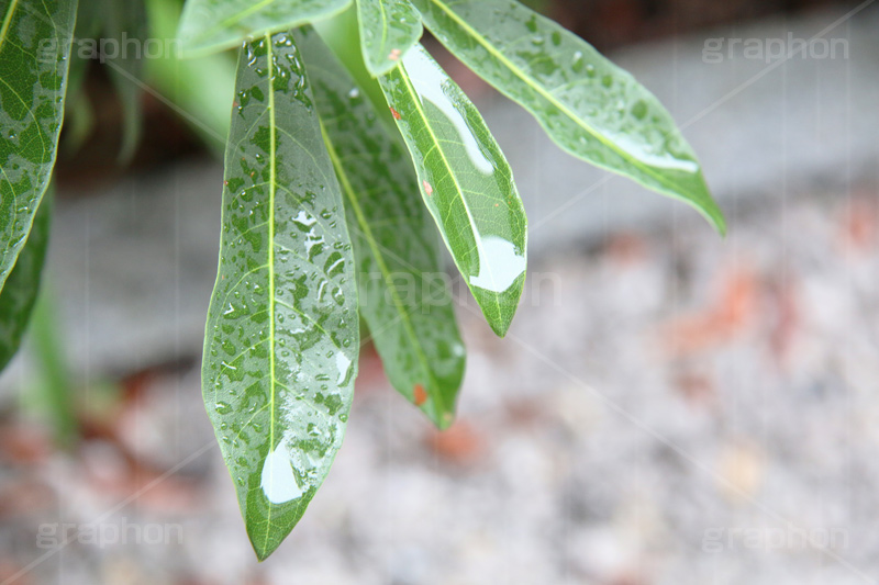 雨,あめ,梅雨,つゆ,草,植物,水滴,雨粒,小雨,rain,レイン,雨の日