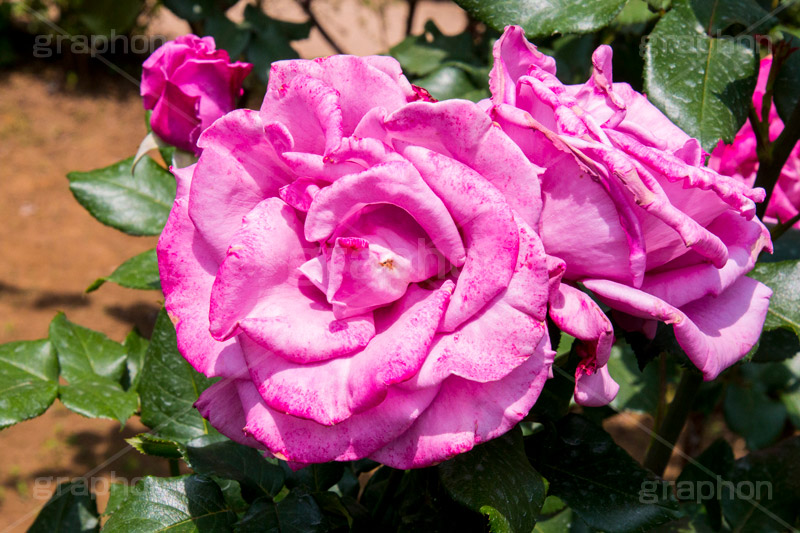 バラ,花,お花,フラワー,ローズ,flower,rose,園芸種,灌木,低木,つる植物,春,spring,薔薇