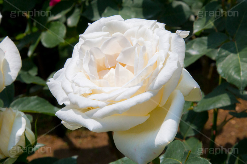 バラ,花,お花,フラワー,ローズ,flower,rose,園芸種,灌木,低木,つる植物,春,spring,薔薇