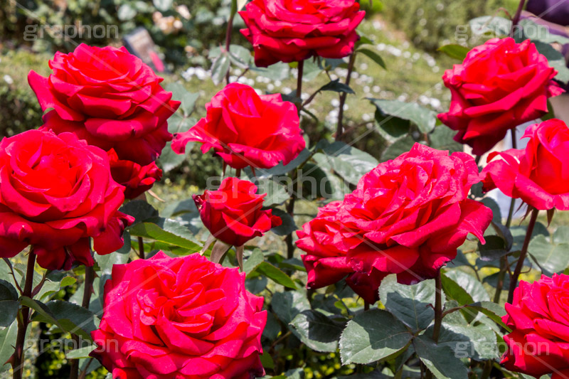バラ,花,お花,フラワー,ローズ,flower,rose,園芸種,灌木,低木,つる植物,春,spring,薔薇