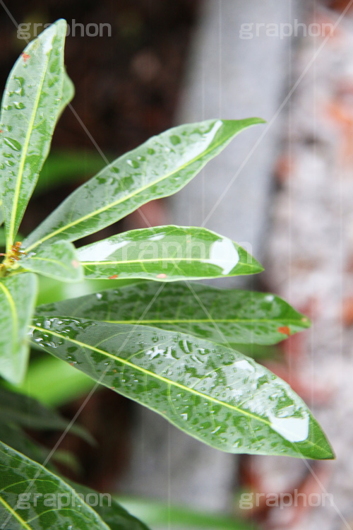 雨,あめ,梅雨,つゆ,草,植物,水滴,雨粒,小雨,rain,レイン,雨の日