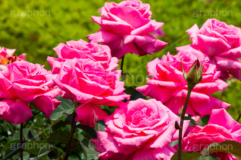バラ,花,お花,フラワー,ローズ,flower,rose,園芸種,灌木,低木,つる植物,春,spring,薔薇