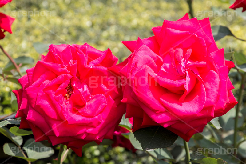 バラ,花,お花,フラワー,ローズ,flower,rose,園芸種,灌木,低木,つる植物,春,spring,薔薇