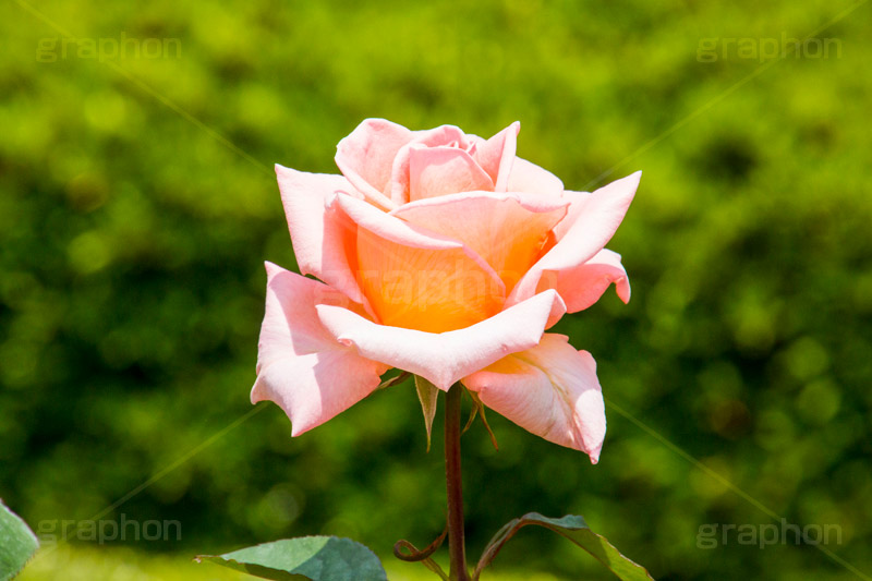 バラ,花,お花,フラワー,ローズ,flower,rose,園芸種,灌木,低木,つる植物,春,spring,薔薇