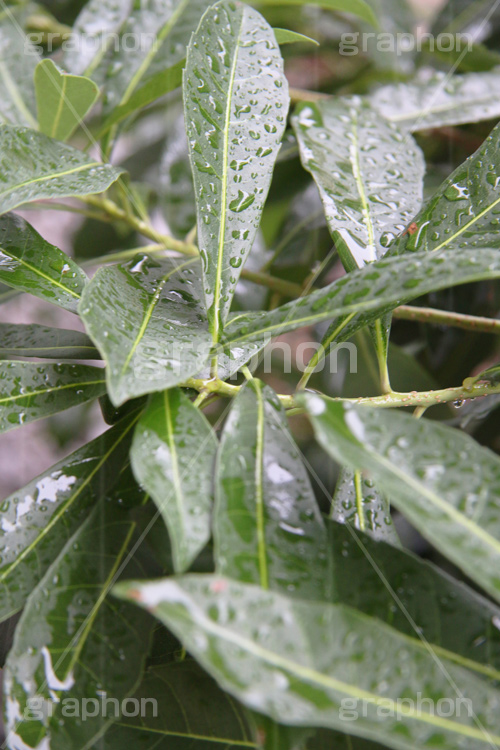 雨,あめ,梅雨,つゆ,草,植物,水滴,雨粒,小雨,rain,レイン,雨の日